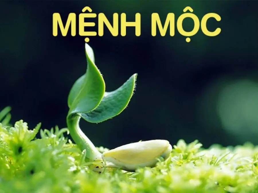 Mệnh Mộc đeo vàng hay bạc