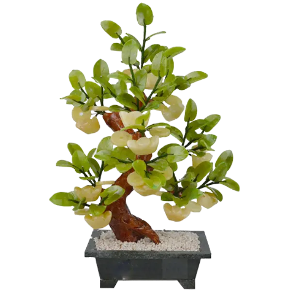 Bonsai Nén vàng 001